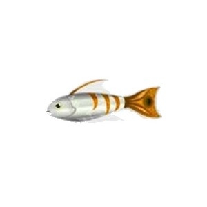 Orange Tail Tiger Fish